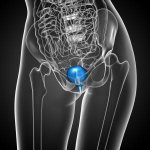 Illustrasjonsbilde av en kropp med utsnitt fra mage til lår med gjennomsiktig indre som viser plassering av urinblæren