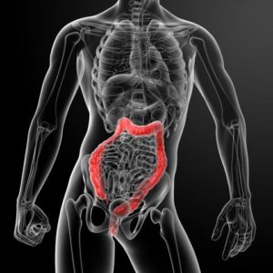 Illustrasjonsbilde av en kropp med utsnitt fra hals til lår med gjennomsiktig indre som viser plassering av tykktarmen